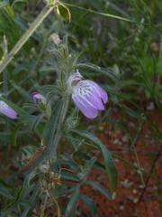 Justicia divaricata