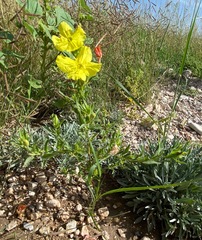Oenothera tubicula