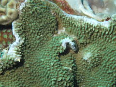 Montipora verrucosa