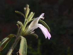 Justicia divaricata