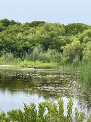 Plegadis falcinellus