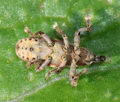 Hypolixus