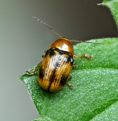 Cryptocephalus pusillus