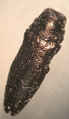 Taphrocerus agriloides