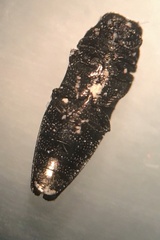 Taphrocerus agriloides