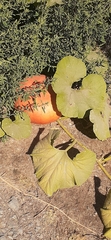 Cucurbita maxima maxima