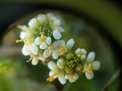 Triphysaria floribunda