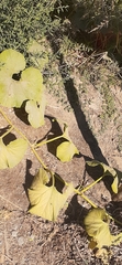 Cucurbita maxima maxima