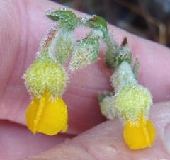 Hermannia stipulacea