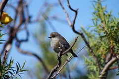 Zosterops borbonicus