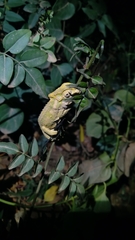 Bradypodion thamnobates