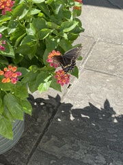 Papilio polyxenes asterius