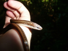 Coniophanes imperialis