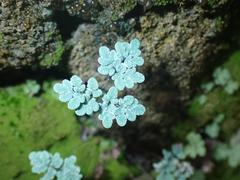 Argyrochosma limitanea