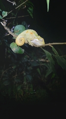 Bradypodion thamnobates