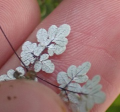 Argyrochosma limitanea