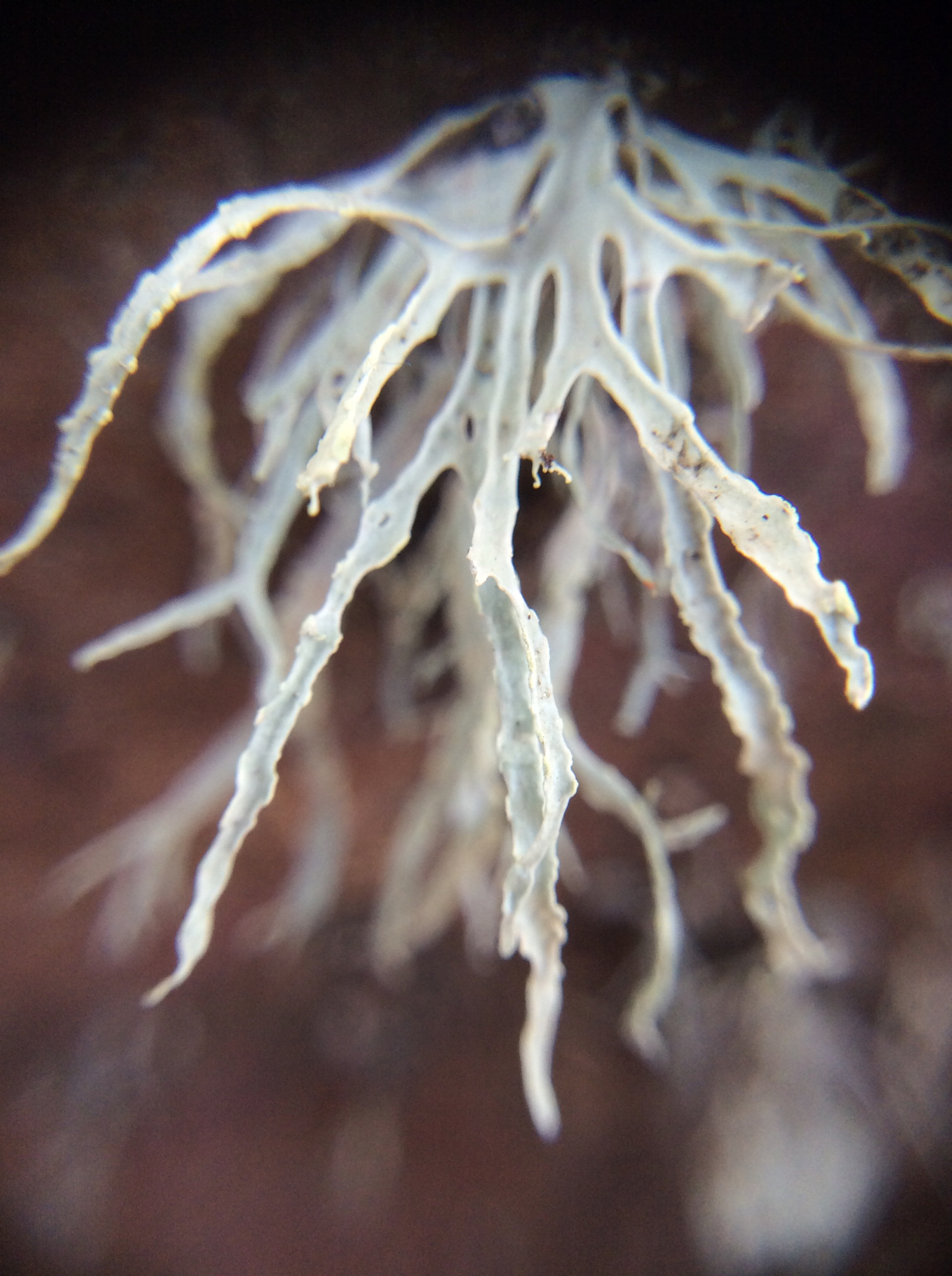 Ramalina farinacea image