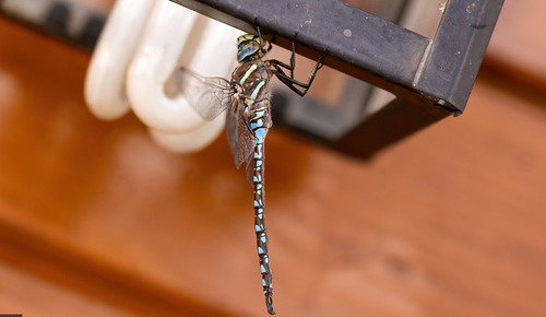Paddle-tailed Darner photographed in Montana