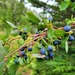 Blue-leaved Huckleberry - Photo (c) Walter Fertig, some rights reserved (CC BY-NC), uploaded by Walter Fertig