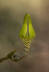 Ceropegia juncea