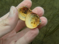 Laevicardium substriatum