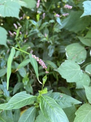 Persicaria