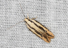 Ardozyga chionoprora