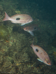 Caesioperca lepidoptera
