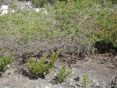 Psoralea vanberkelae