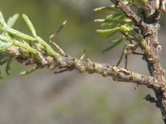 Psoralea vanberkelae