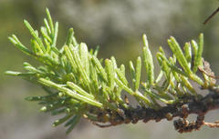 Psoralea vanberkelae