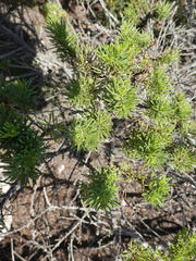 Psoralea vanberkelae