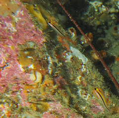 Forsterygion maryannae
