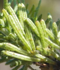 Psoralea vanberkelae