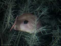 Caesioperca lepidoptera