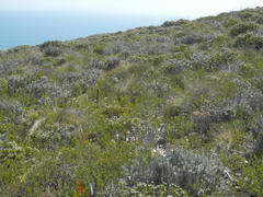 Psoralea vanberkelae