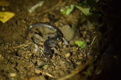 Plethodon shermani