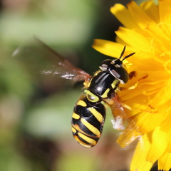 Chrysotoxum intermedium