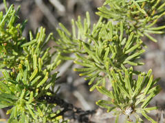 Psoralea vanberkelae