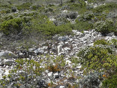 Psoralea vanberkelae