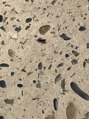 Cuterebra approximata