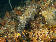 Aplodactylus arctidens