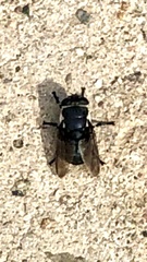 Cuterebra approximata