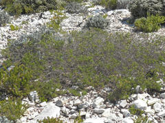 Psoralea vanberkelae