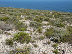 Psoralea vanberkelae