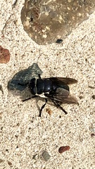 Cuterebra approximata