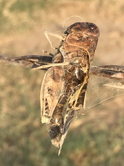 Hippiscus ocelote