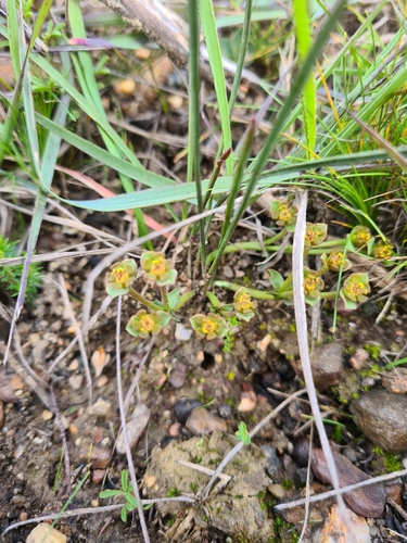 Image of Euphorbia silenifolia by (c) Rebecca Dames, some rights reserved (CC BY-SA)