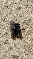 Cuterebra approximata