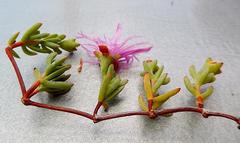 Lampranthus multiseriatus